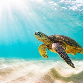a turtle swimming under water