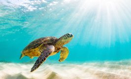 a turtle swimming under water