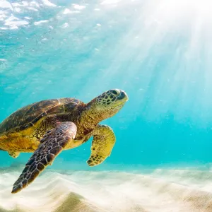 a turtle swimming under water