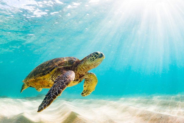 a turtle swimming under water