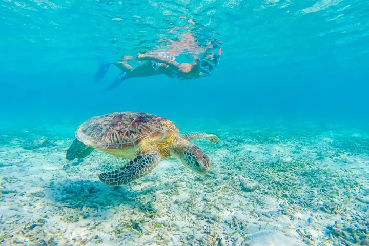 a turtle swimming under water