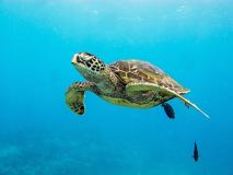 a turtle swimming under water