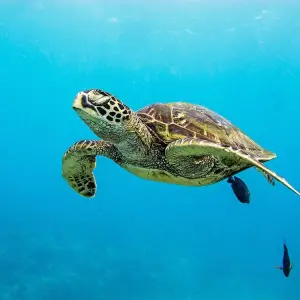 a turtle swimming under water