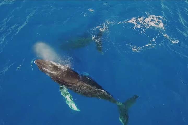 an animal swimming in the water