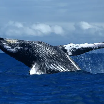 a body of water with a mountain in the background