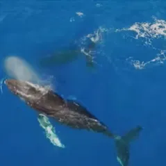 a bird swimming in water