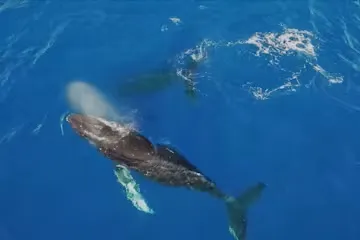 a bird swimming in water